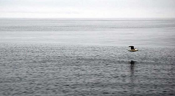 Havhesten speiler seg, midt ute i Nordsjøen!